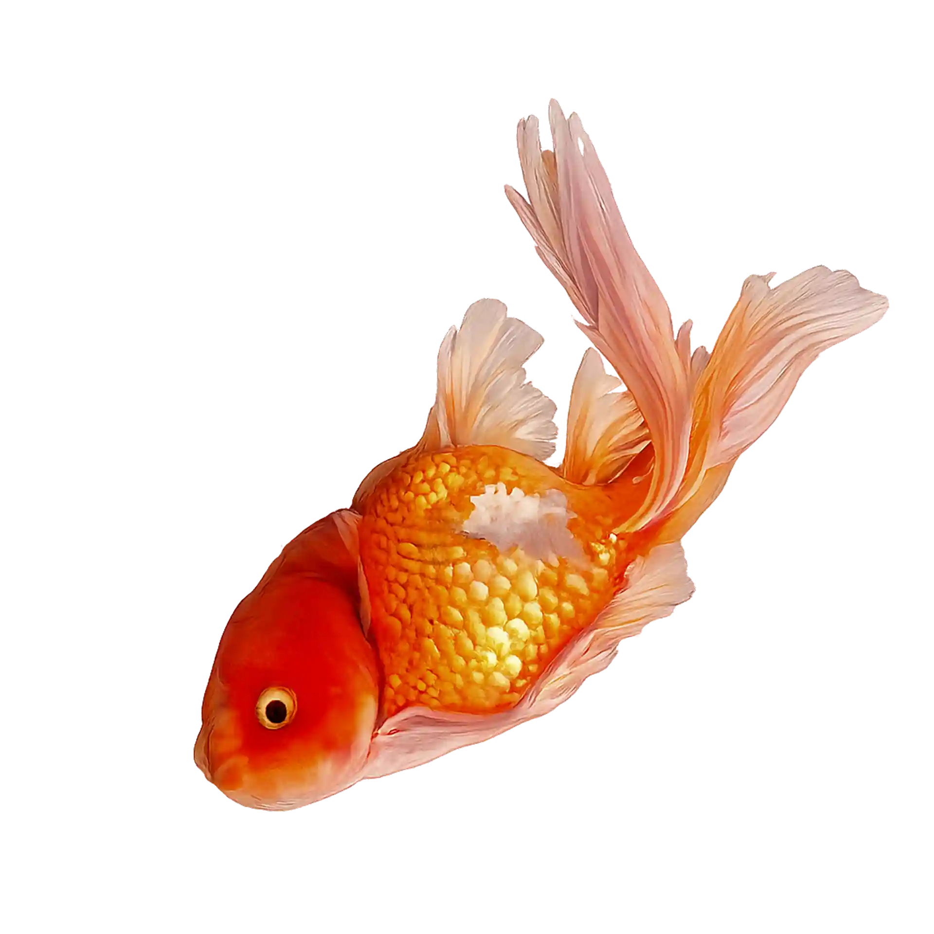 Fish Floating or Sinking? Consult an Aquatic Vet Online in India